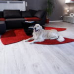 Teppich Shape Edition - Trebes Raumausstattung
